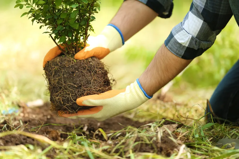plantation (2)